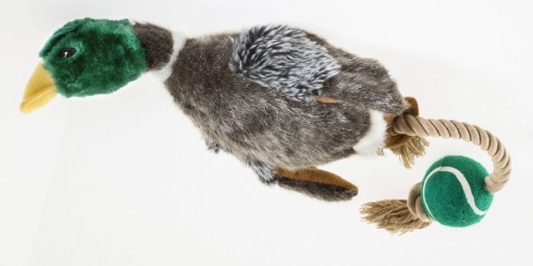 &quot;Country Dog&quot; Mallard with rope
